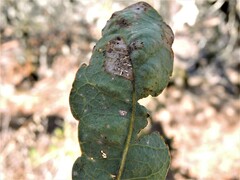 Quercus douglasii