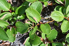 Salix reticulata