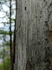 Mycocalicium subtile
