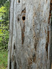 Mycocalicium subtile