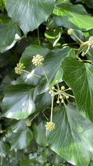Hedera canariensis