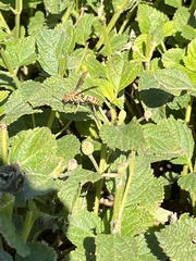 Polistes exclamans