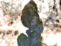Quercus douglasii