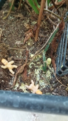 Leucocoprinus birnbaumii image