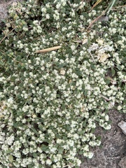 Guilleminea densa