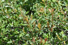 Salix hastata