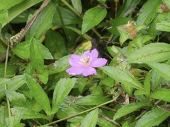 Heterotis rotundifolia