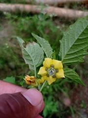 Physalis philadelphica