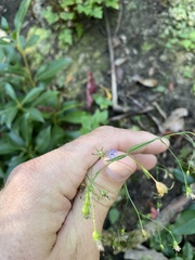 Campanula divaricata
