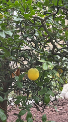 Citrus trifoliata