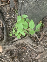 Celtis tenuifolia