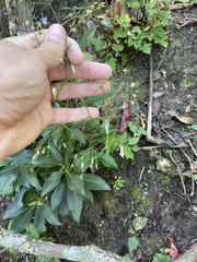 Campanula divaricata