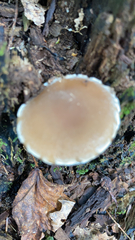 Agaricineae