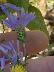 Eurybia surculosa