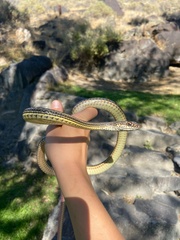 Masticophis taeniatus