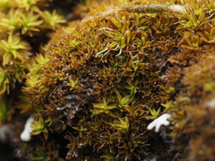 Syntrichia laevipila
