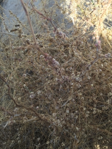 Cuscuta approximata image