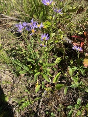 Eurybia surculosa