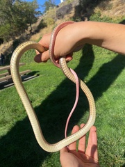 Masticophis taeniatus
