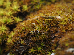 Syntrichia laevipila