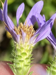 Eurybia surculosa