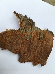 Fomitiporia punctata