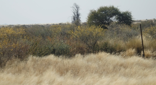 Image of Vachellia nebrownii by (c) Tony Rebelo, some rights reserved (CC BY-SA)