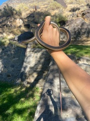 Masticophis taeniatus