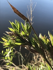 Dichanthelium strigosum