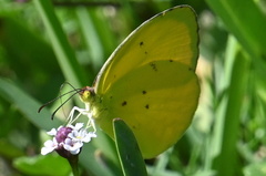 Pyrisitia dina