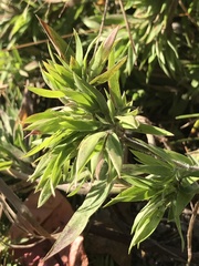Dichanthelium strigosum
