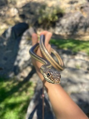 Masticophis taeniatus