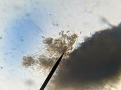 Mycocalicium subtile