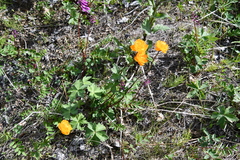 Trollius asiaticus