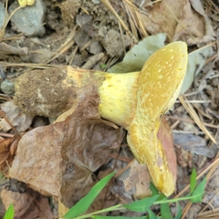 Aureoboletus innixus