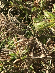 Dichanthelium strigosum