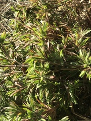 Dichanthelium strigosum