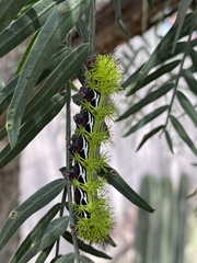 Automeris zephyria