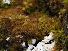 Syntrichia laevipila