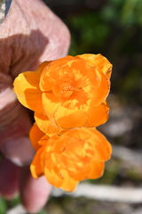 Trollius asiaticus