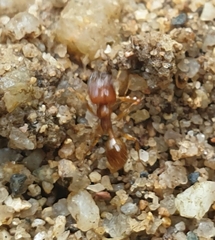 Carebara