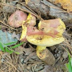 Aureoboletus innixus