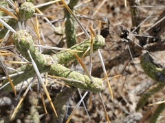 Cylindropuntia ramosissima
