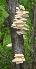 Pleurotus populinus