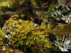 Syntrichia laevipila