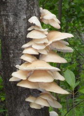 Pleurotus populinus