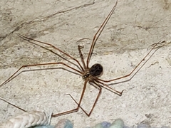 Physocyclus globosus