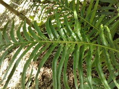 Neoblechnum brasiliense