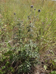 Echinops ritro ruthenicus