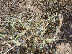 Cylindropuntia ramosissima